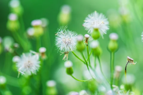 Tragopogon, также известный как козлобородник или goatsbeard Стоковое Изображение