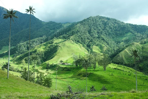 Кокора долине. Колумбия Стоковое Фото