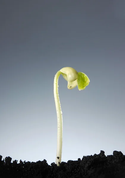 Процесс роста растений Стоковое Изображение