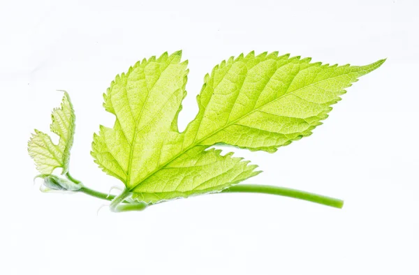 Зеленый лист, изолированные на белом Стоковое Изображение