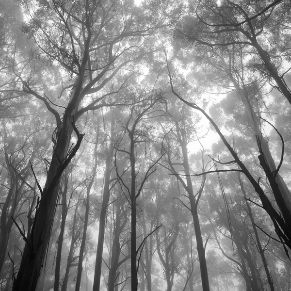 Деревья в лесу Лицензионные Стоковые Изображения
