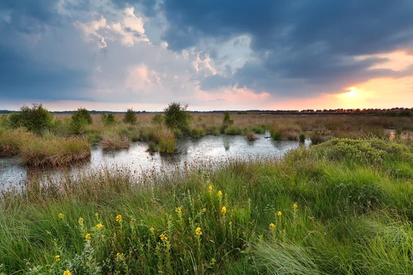 Закат над болото в летнее время — стоковое фото