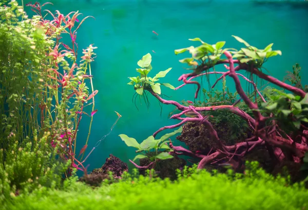 Зеленые аквариумные с растений и рыб Стоковое Фото