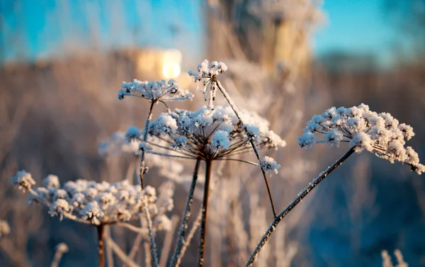 Покрыты Ледяной цветок Стоковое Фото
