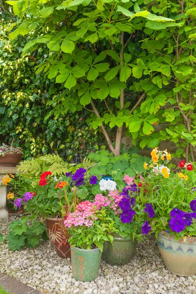Красочные горшечные растения в саду углу — стоковое фото