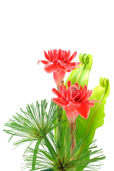 Красивый тропический красный цветок имбиря Лицензионные Стоковые Изображения