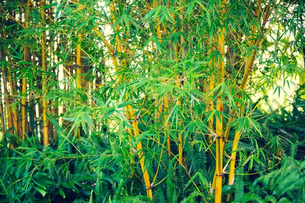Растения бамбук Лицензионные Стоковые Фото