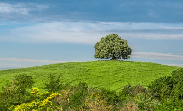 Дерево в зеленом поле Лицензионные Стоковые Изображения