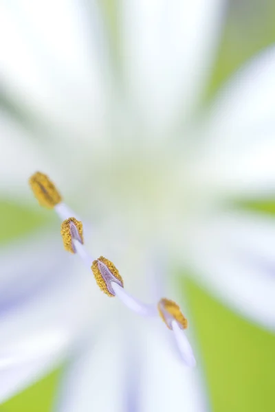 Агапантус тычинки и пыльники Стоковое Изображение