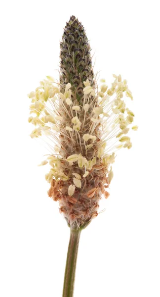 Подорожник ribwort Стоковое Фото