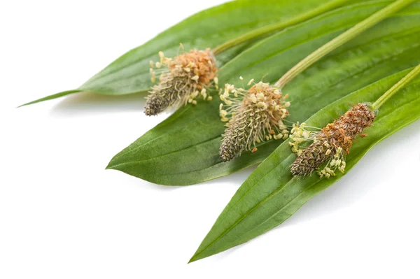 Ribwort Стоковое Фото