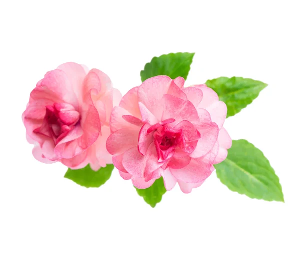 Цветущие красивые розовые цветы недотроги изолированы на белом b Стоковое Фото