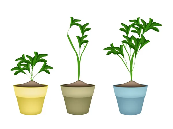 Три декоративных растений в горшки для цветов керамические Лицензионные Стоковые Иллюстрации