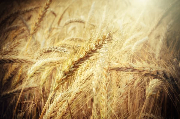 Золотая область пшеницы Стоковая Картинка