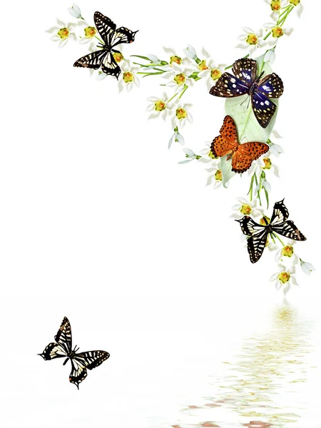 Филиал цветов и бабочек, изолированные на белом фоне — стоковое фото