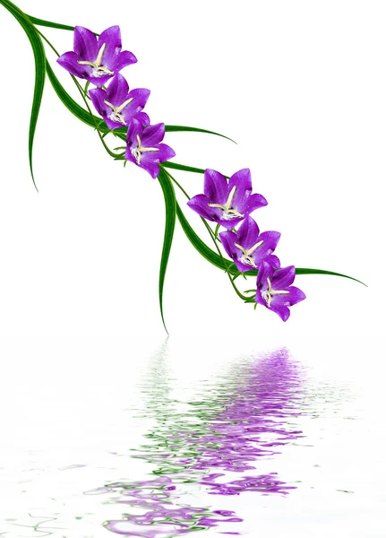 Колокол цветок на белом фоне Лицензионные Стоковые Изображения