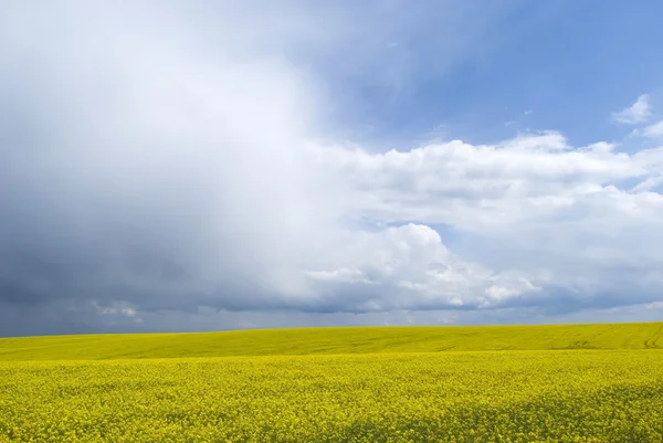 Поле рапса, Подольской обл., Украина — стоковое фото