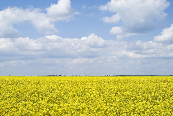 Поле рапса, Подольской обл., Украина — стоковое фото