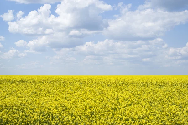 Поле рапса, Подольской обл., Украина — стоковое фото