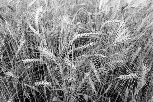 Шипы спелой пшеницы на поле фермеров. черно-белая фотография. Серия фотографий Лицензионные Стоковые Изображения