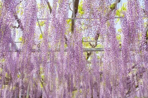 Красивые bloomimg глицинии Стоковое Фото