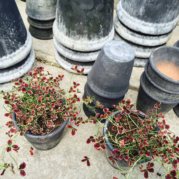 Серых глиняные горшки и декоративный красный клевер — стоковое фото