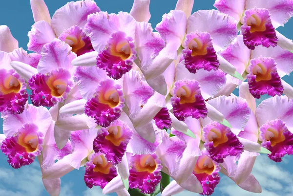 Cattleya орхидеи Лицензионные Стоковые Фото