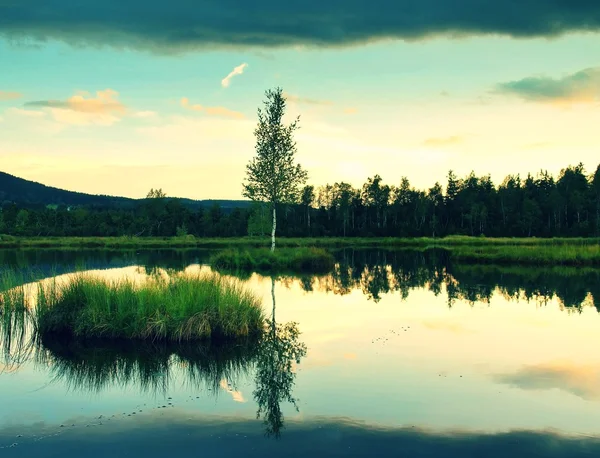 Болотистые озеро с зеркалом уровня воды в таинственный лес, молодое дерево на острове в середине. свежий зеленый цвет травы и травы, синий розовые облака в небе — стоковое фото
