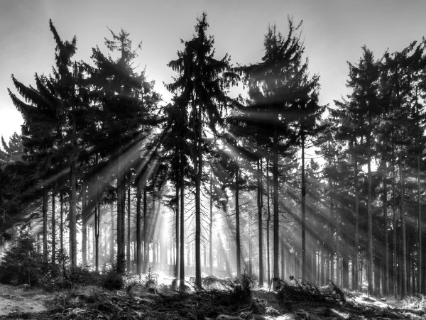 Лучи солнца сквозь лес Лицензионные Стоковые Фото