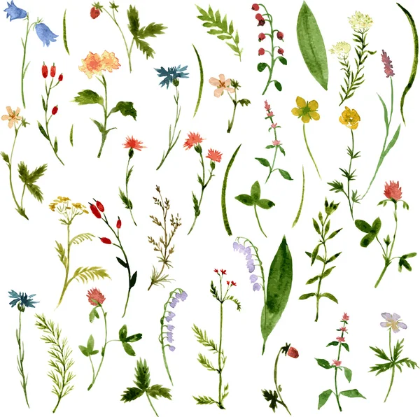 Набор акварельный рисунок трав и цветов — стоковый вектор