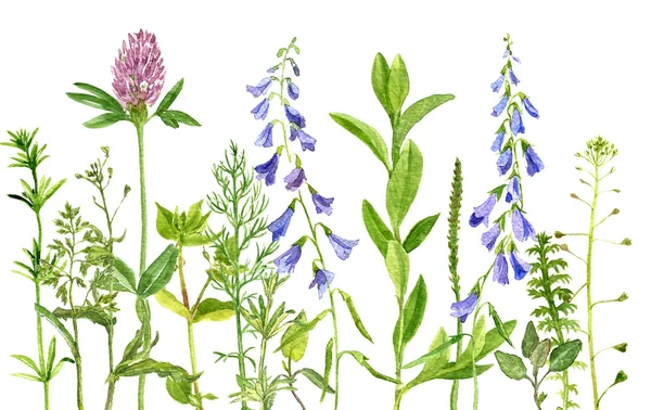 Watercolor drawing herbs and flowers Стоковая Картинка