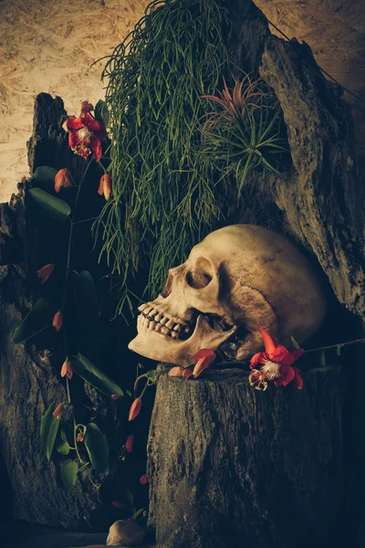 Натюрморт с человеческий череп с пустынных растений, кактусов, розы Стоковое Фото