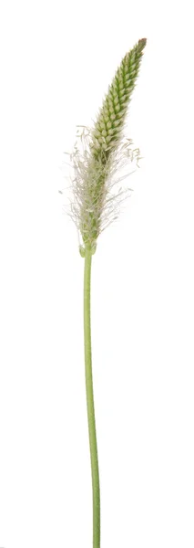Зеленая трава стволовых цветущий Стоковая Картинка