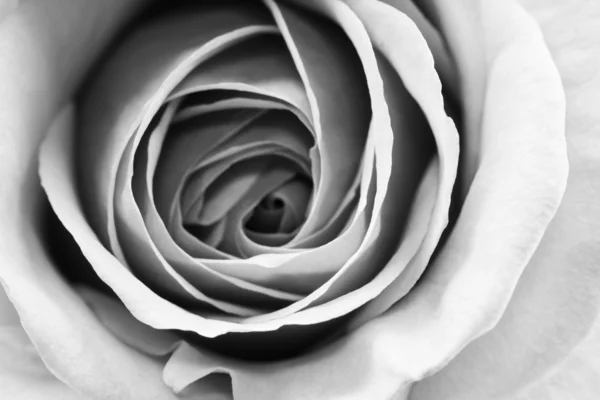 Черно-белые, красивые, тонкие лепестки роз Стоковое Изображение