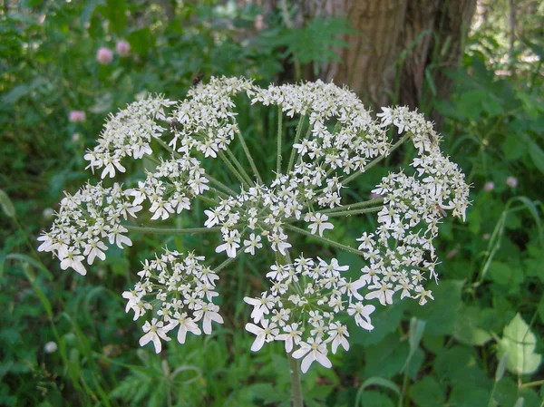 Ligusticum белый высокий цветок Стоковая Картинка