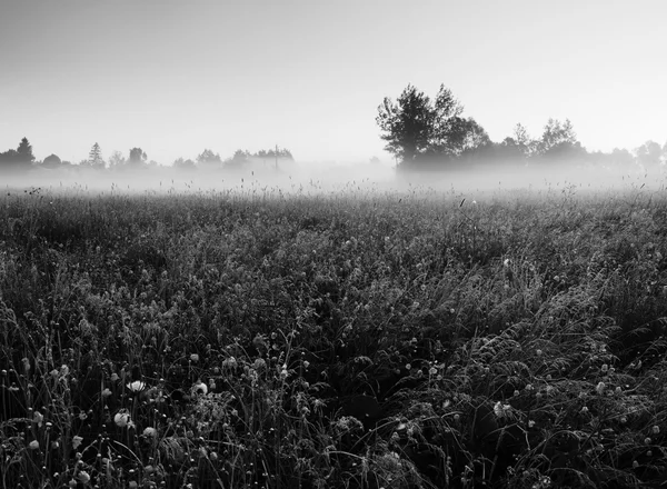 Сельский пейзаж в луг в тумане Лицензионные Стоковые Изображения