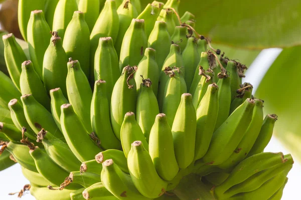 Связка бананов на банановой плантации в Индии. Бананы на b Стоковое Фото