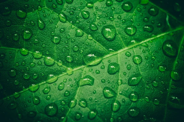 Зеленый лист с waterdrops после дождя Стоковое Фото