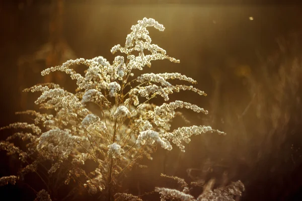 Удивительные белые и коричневые травы Лицензионные Стоковые Фото