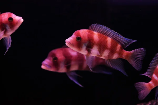Оранжевый и синий аквариумных рыб Стоковое Изображение