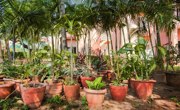 Многие глиняные горшки с тропическими растениями и цветами в тенистом саду — стоковое фото