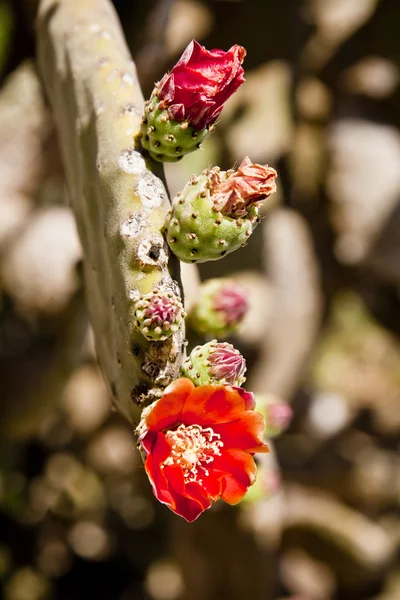 Цветущий кактус в пустыне Стоковая Картинка
