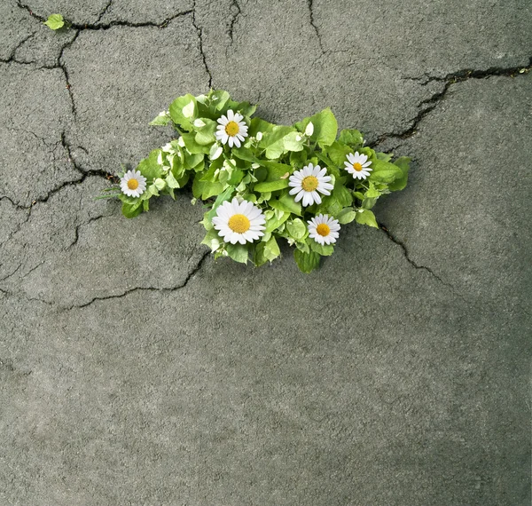 Цветы с зелеными листьями, выходит из бетона трещины Стоковое Фото