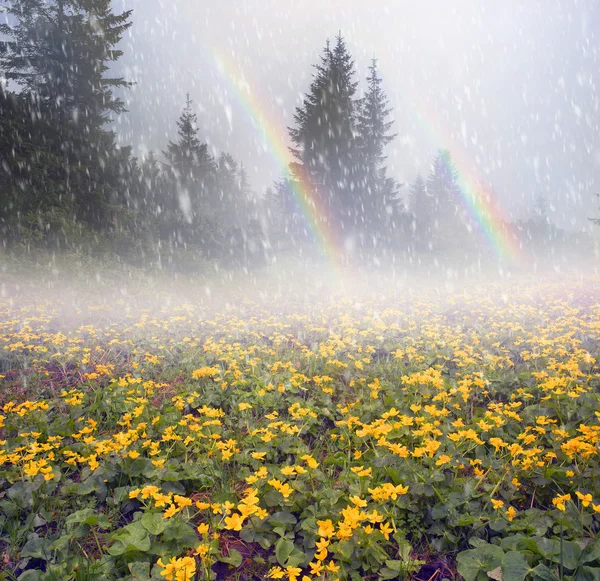 Поле с цветущими цветами календулы — стоковое фото