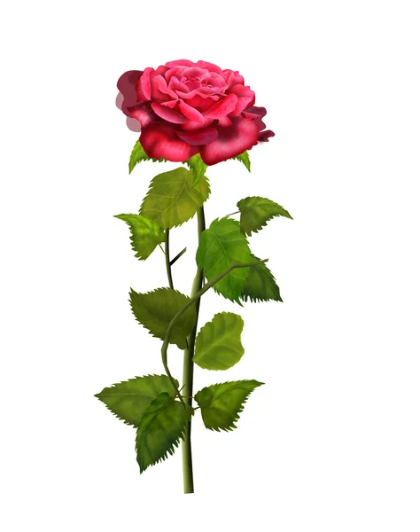 Красная роза, изолированные на белом фоне, иллюстрации, Винтаж Стоковая Картинка
