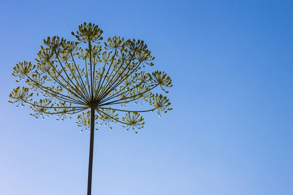 Семян укропа на синем фоне Лицензионные Стоковые Фото