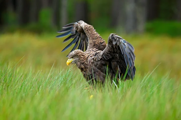 White-tailed Eagle landing in the grass — стоковое фото