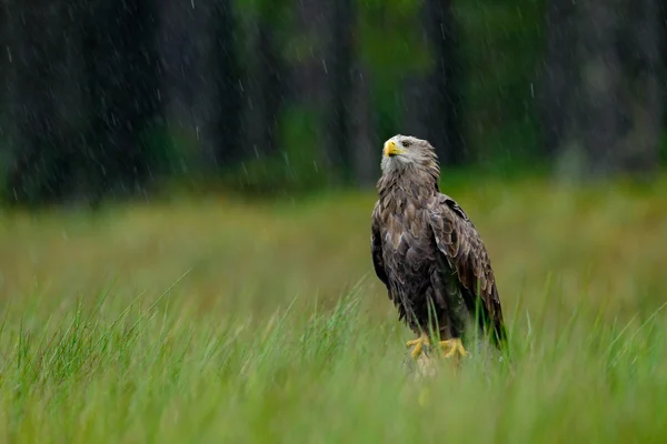 Орлан-белохвост под сильный дождь — стоковое фото