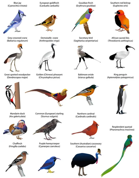 Сбор различных видов птиц. Цвет вектор — стоковый вектор
