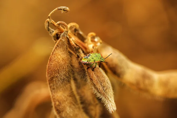 Stink bug on ripe soybean pods — стоковое фото